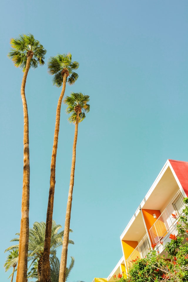 palm trees in front of a blue sky